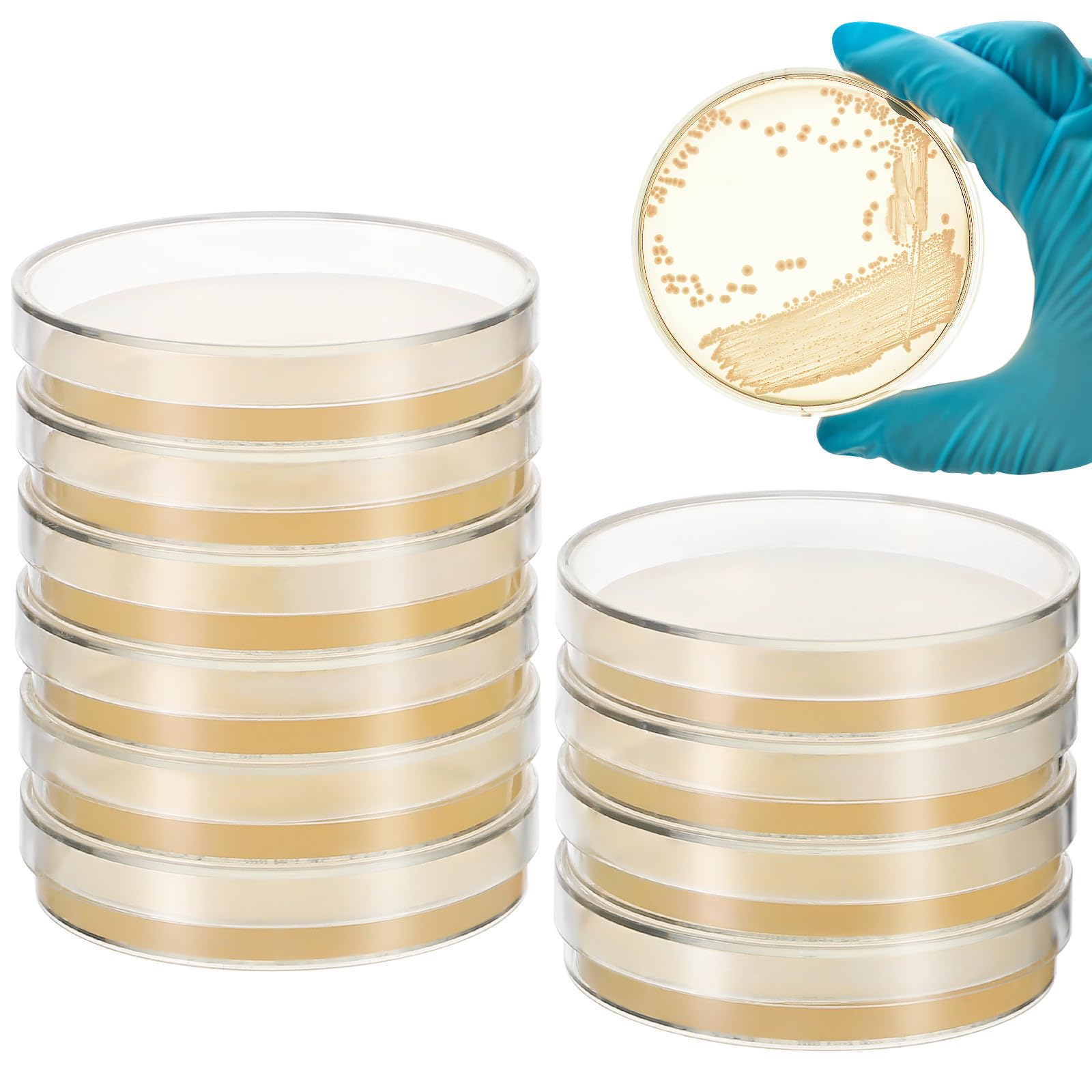 Placas de Petri con agar para laboratorio - 10 piezas - SHINEOFI